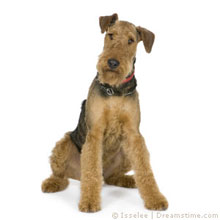Airedale Terrier getrimmt 