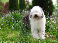 Bobtail ohne Haarprobleme