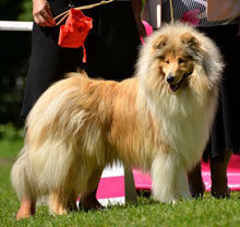 Collie auf einer Hundeausstellung