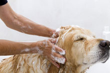 Hund wird gebadet