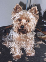 Yorkie im Hundesalon