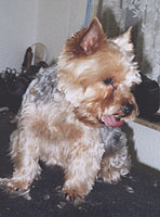 Yorkie im Hundesalon