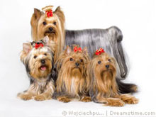 Yorkshire Terrier-Pflege