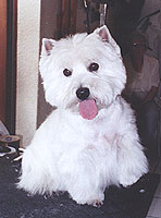 Westie Pflege