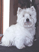Westie- Trimming